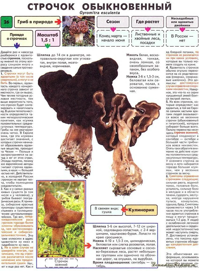 Обыкновенный строчок (Gyromitra esculenta). Строчок гриб описание. Строчок обыкновенный ядовитый гриб. Гриб строчок сморчок отличия. Где растут строчки