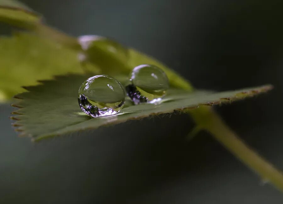 Капля. Капли воды. Капелька воды. 2 Капли воды. Друзья капля воды