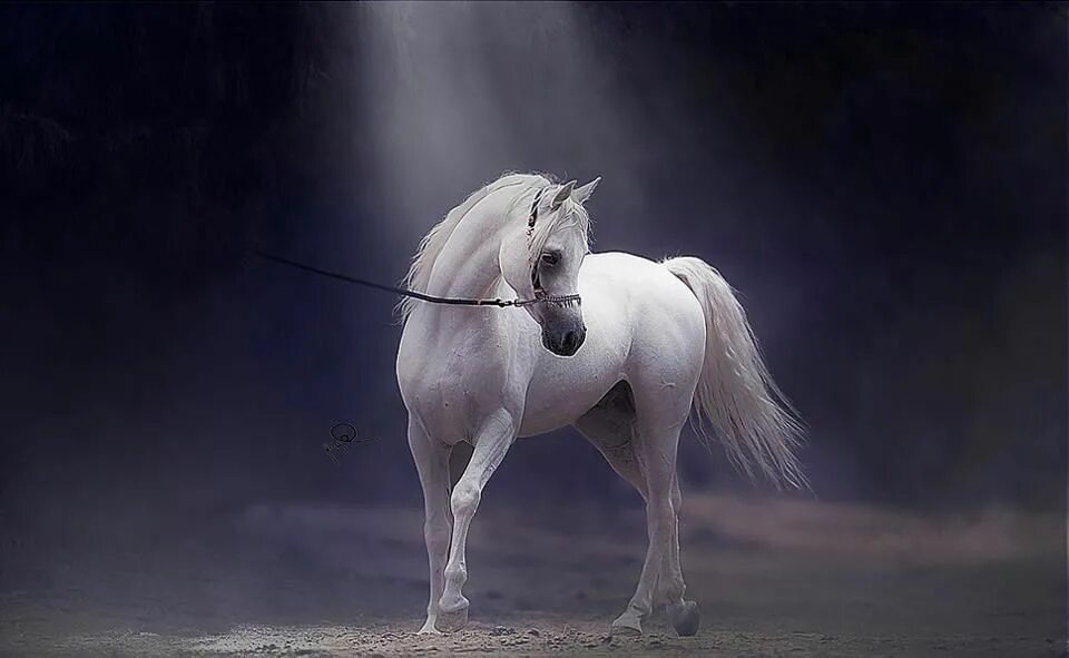 Белый жеребец. Красивая белая лошадь. Ат фото. Про белую лошадь. Про белую лошадь.