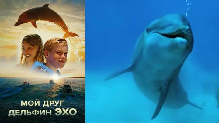 Мой дельфин эхо. Мой дельфин эхо. Мой друг дельфин эхо постер. Мой друг дельфин эхо (2019). Мой дельфин эхо.
