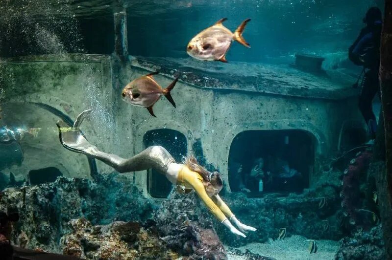 океанариум воронеж сити парк град фото. океанариум. сити парк град воронеж океанариум. воронежский океанариум змеи. океанариум воронеж 2024.