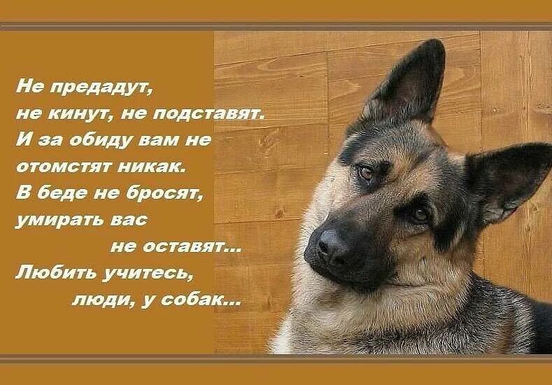 Овчарка текст