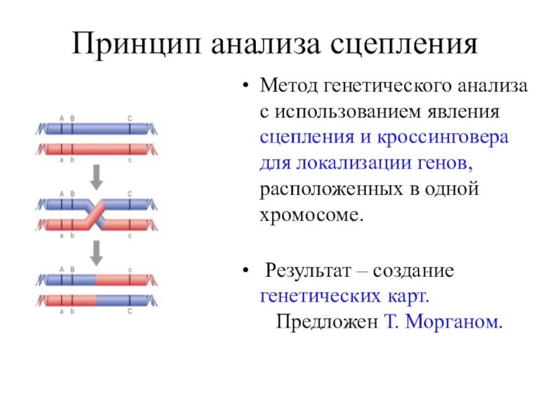 Метод анализа сцепления. Анализ сцепления генов. Схема кроссинговера. Полное и неполное сцепление генов.
