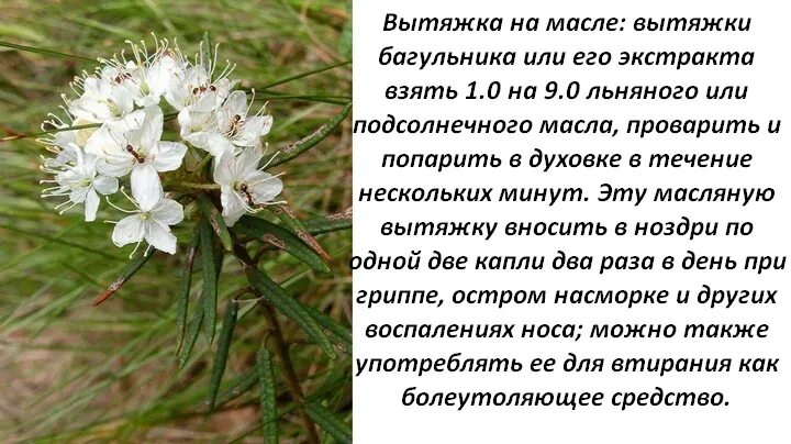 Болотный лечебные свойства и противопоказания. Багульник болотный. Багульник (Ledum palustre). Багульник болотный Сибирский. Багульник Тундровый.