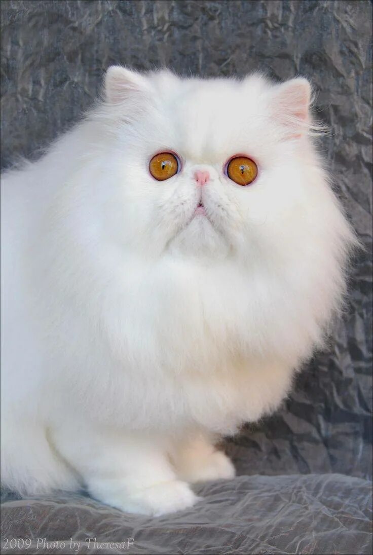 Экзот шиншилла. Экзот кошка. Персидская шиншилла экзот. Экзот кошка белая.