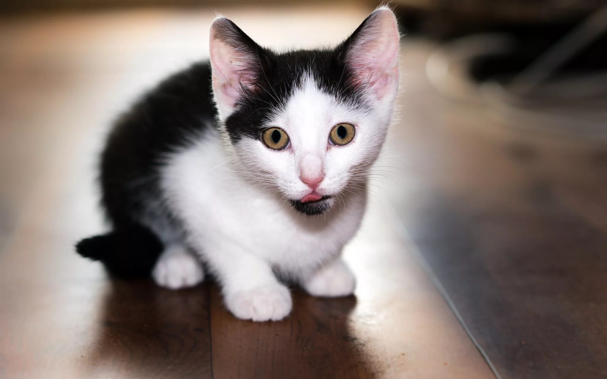 Котята зовут. Чёрно белый кот. котята чёрно белые. кошки маленькие красивые. черно белая кошка маленькая.