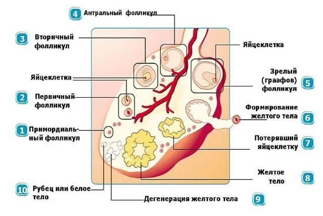 Желтое тело что это значит простыми словами. Формирование желтого тела. Формирование желтого тела в яичнике. Жёлтое тело в левом придатке. Жёлтое тело в левомяичнике.