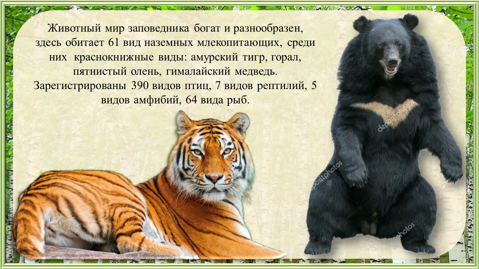 В каком заповеднике находится тигр. Гималайский медведь и амурский тигр. гималайский медведь дальнего востока. гималайский медведь где обитает на каком материке. где обитает гималайский медведь и амурский тигр.