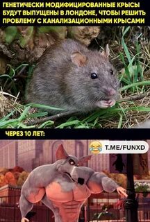 Приколы про крыс