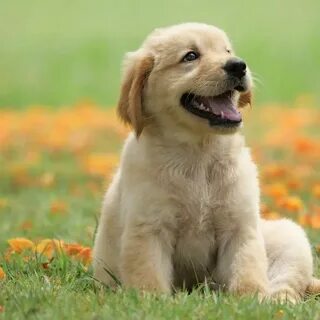 Dog but