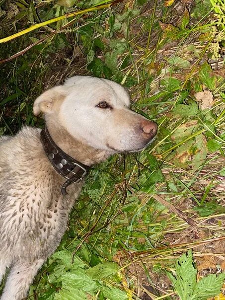 Одноклассники найдена собака. Собаки потеряшки тамбов декабрь 2022. Найдена собака московская область. Нашлась собака объявления московская. Потеряшки гончие.