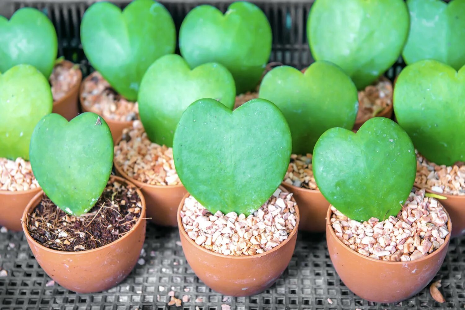 Хойя hoya kerrii. Хойя керри hoya kerrii. Суккулент хойя керри. Хойя керри сплэш. Хойя kerrii.