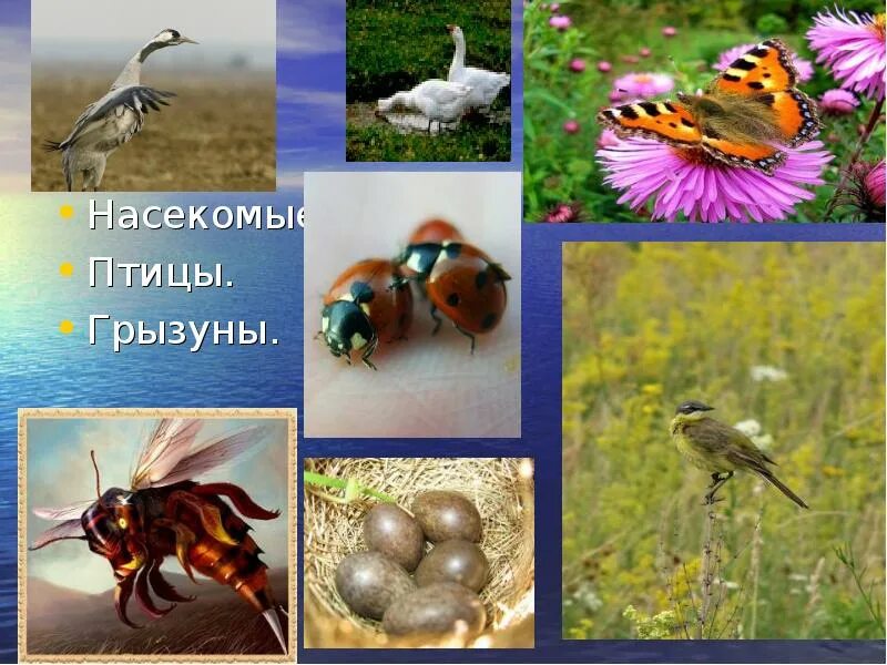 Обитатели природного сообщества луг. Растения насекомые птицы луга. насекомые и птицы летом. насекомые сообщества луг. природное сообщество луг.