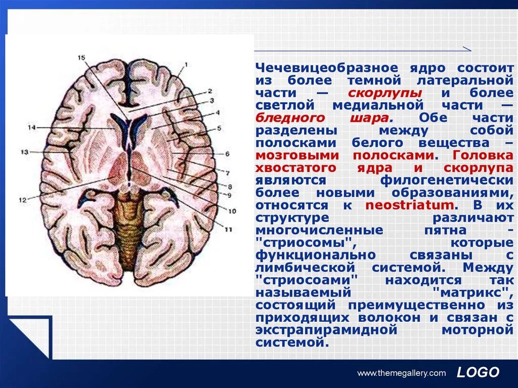 Функция ядер головного мозга. Подкорковые ядра (чечевицеобразное, скорлупа, бледный шар). чечевицеобразное ядро анатомия. ядра головного мозга хвостатое ядро. скорлупа чечевицеобразного ядра.
