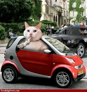 Коте за рулем