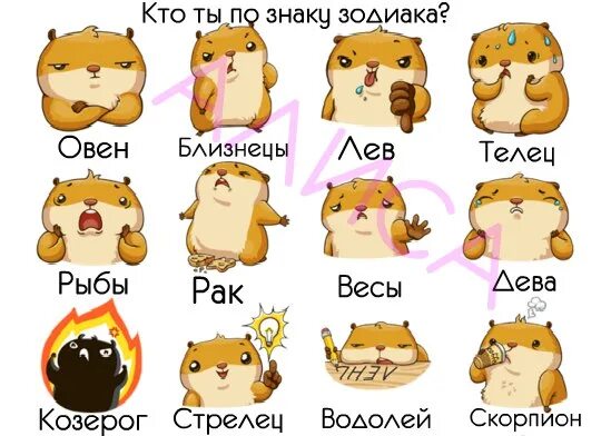 Хомяк какую карту прокачать до 25. Хомяки по знаку зодиака. какой ты хомяк по знаку зодиака. какой ты хомяк. собаки по знаку зодиака.