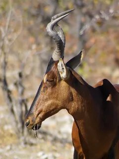 Hartebeest