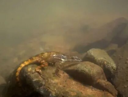 Хамелеон умеет дышать под водой