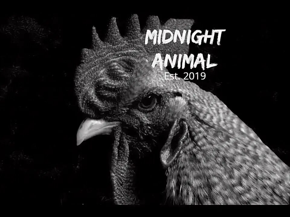 Midnight animal