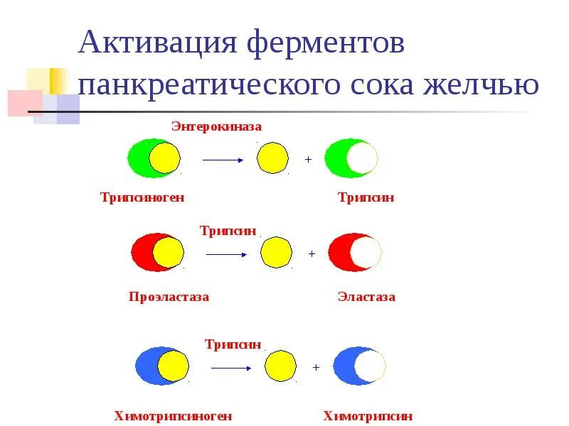 Реакции активации ферментов. Активаторы ферментов панкреатического сока. Активация ферментов панкреатического сока. Типы активирования ферментов. Активация панкреатической амилазы.