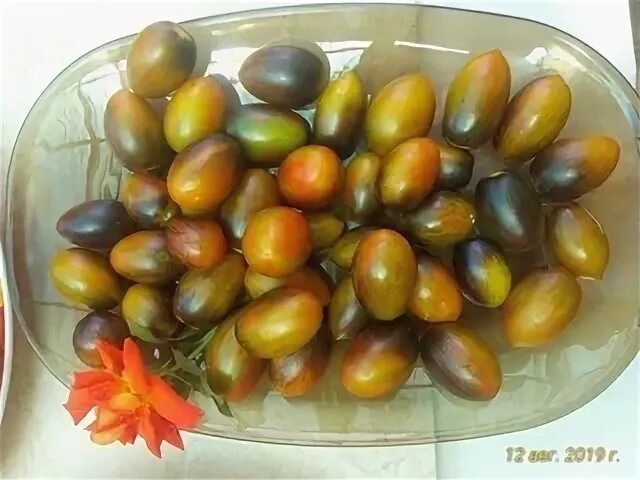 Cosmic Grape Tomato Hot Sale www.glomart.kz