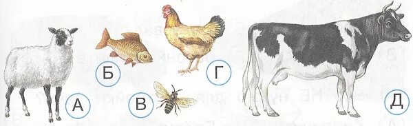 От какого животного человек. От какого животного человек. Молоко животных. Дарвин обезьяны эволюция. От какого животного человек.