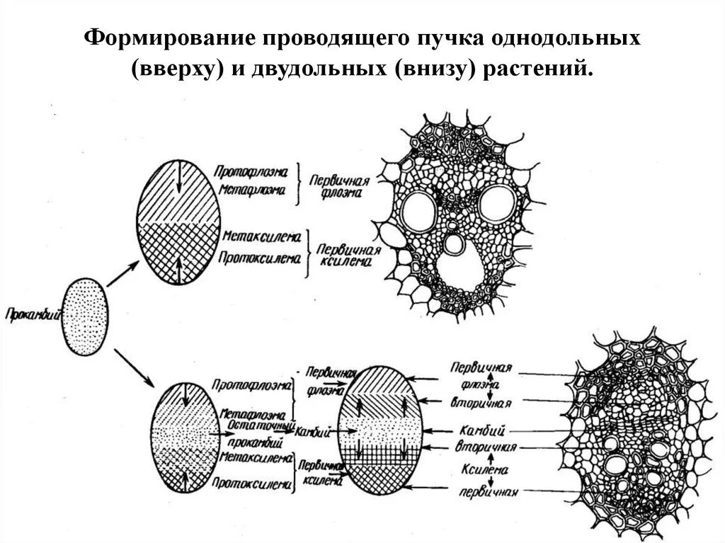 Проводящие пучки состоят из