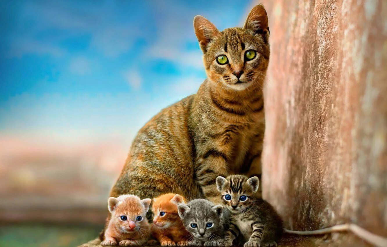 Котенок про животных