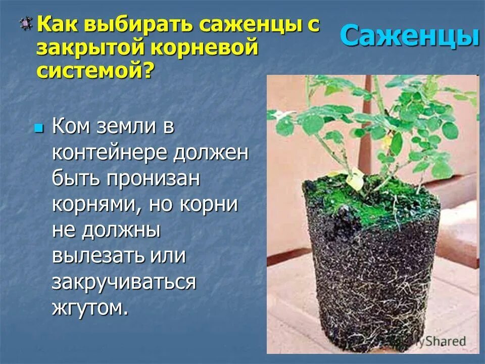 Что значит саженцы. Посадка с закрытой корневой системой. Корневая система саженца. Саженцы с закрытой корневой системой. Посадочный материал с закрытой корневой системой.