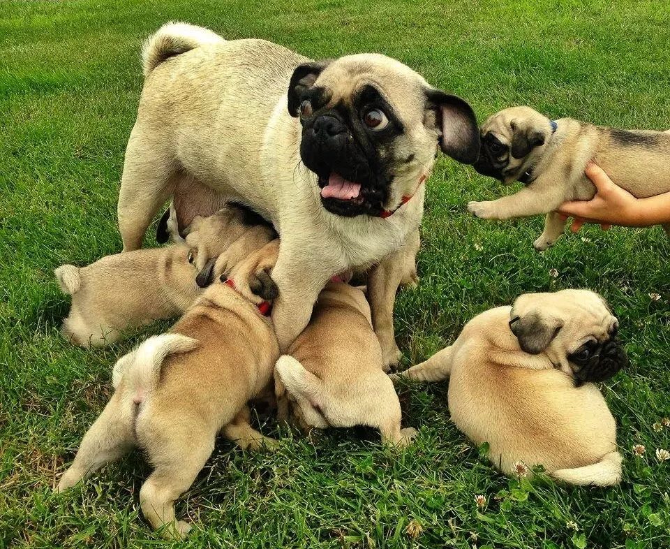 Собаки и их видео. Собака облизывает экран картинка. Домашние животные. Собака на роликах. Животные.