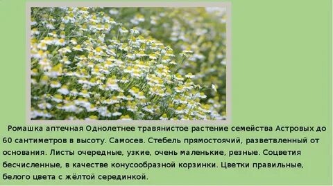 Однолетние растения ромашка
