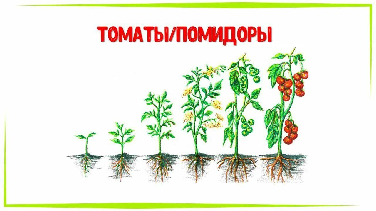 Этапы роста растения для дошкольников. Этапы роста овощей для дошкольников. Этапы роста помидора для дошкольников. Стадии развития растений для дошкольников.