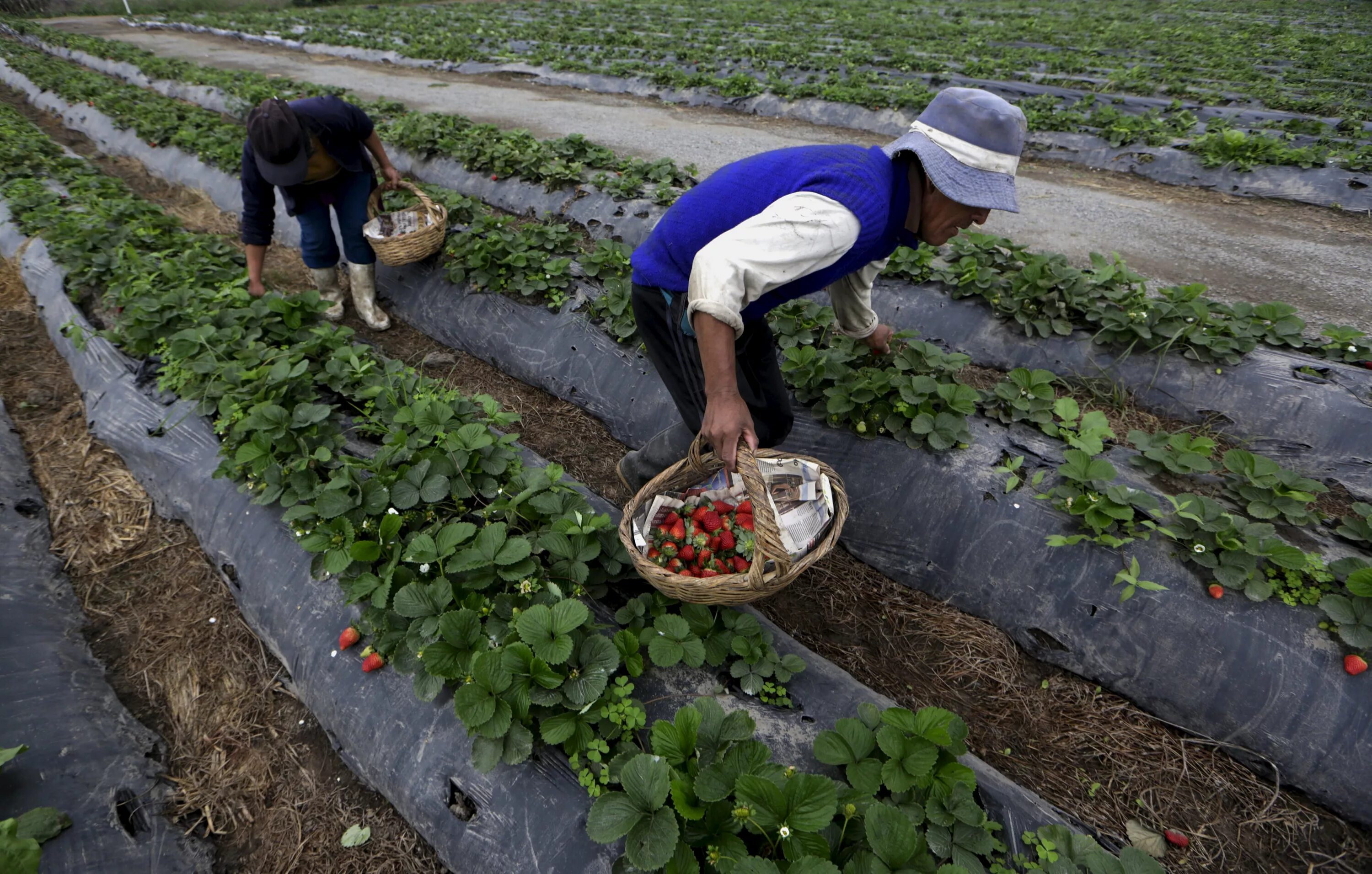 Плантации смородины в польше. Клубника в поликарбонатной теплице. Бизнес на открытом грунте. Бизнес на открытом грунте. Бизнес на открытом грунте.