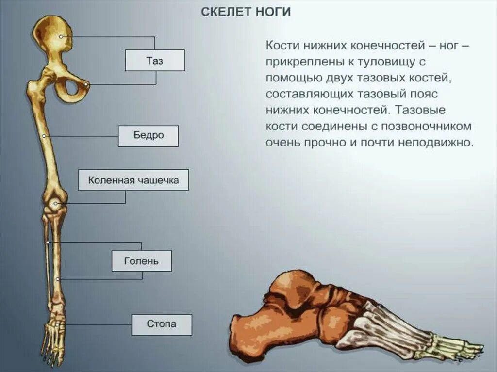 Нога анатомия строение кости. Строение нижних конечностей анатомия. Нижняя конечность кости ноги анатомия. Скелет нижней конечности правой вид спереди.