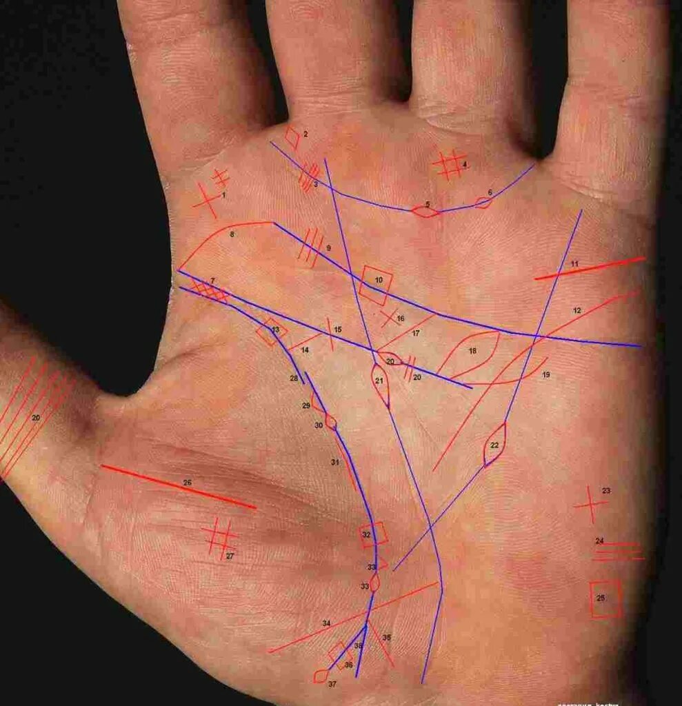 Где ладонь. Линии на ладони. Знаки на линиях ладони. Хиромантия линия жизни на левой руке. Линии на правой руке.