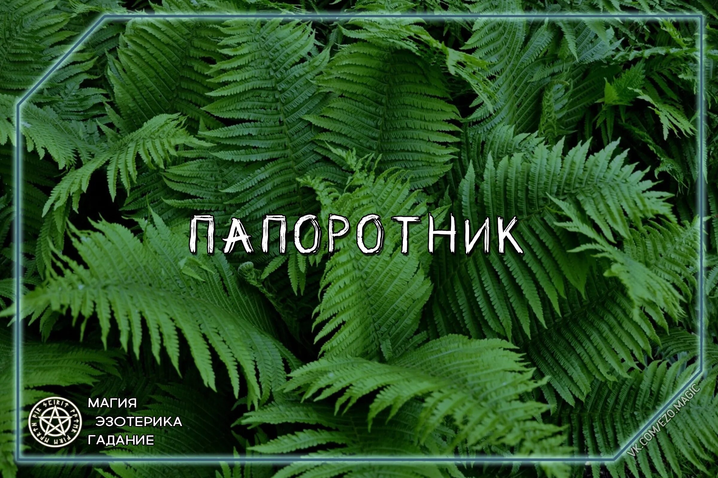 Папоротник щитовник мужской строение. Папоротник с надписями. Карточка папоротники. Папоротник щитовник спорофит. Задания папоротникообразным.