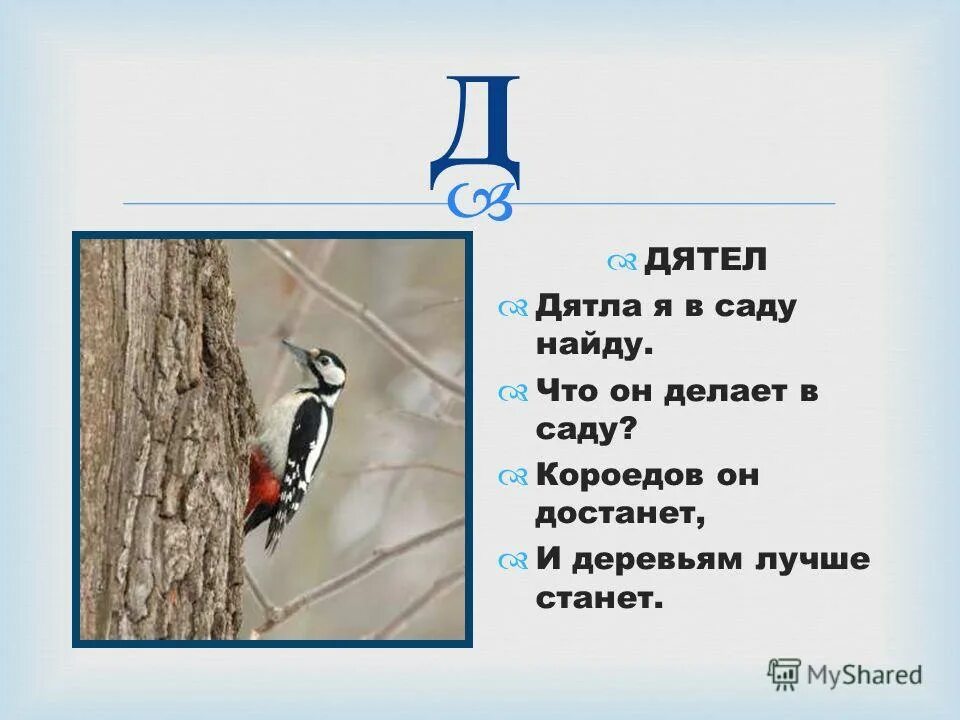Буква б белка. Дифференциация б-д белка дятел. Птицы на букву д. Азбука звери птицы дятел. Иллюстрации к буквам алфавита.