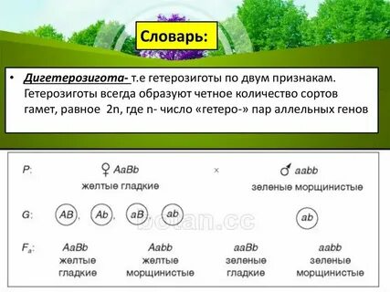 Рецессивный гомозиготный генотип это