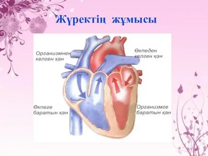 Қан айналым шеңбері