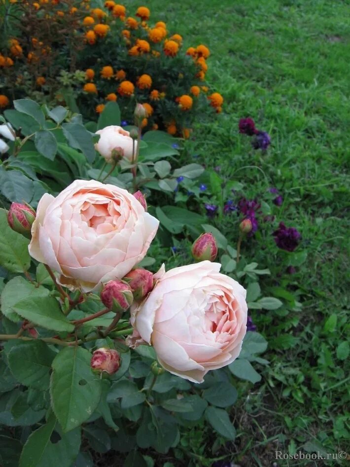 джуд обскур энциклопедия роз