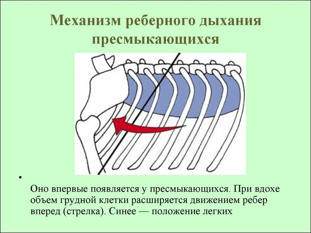 Реберный тип дыхания