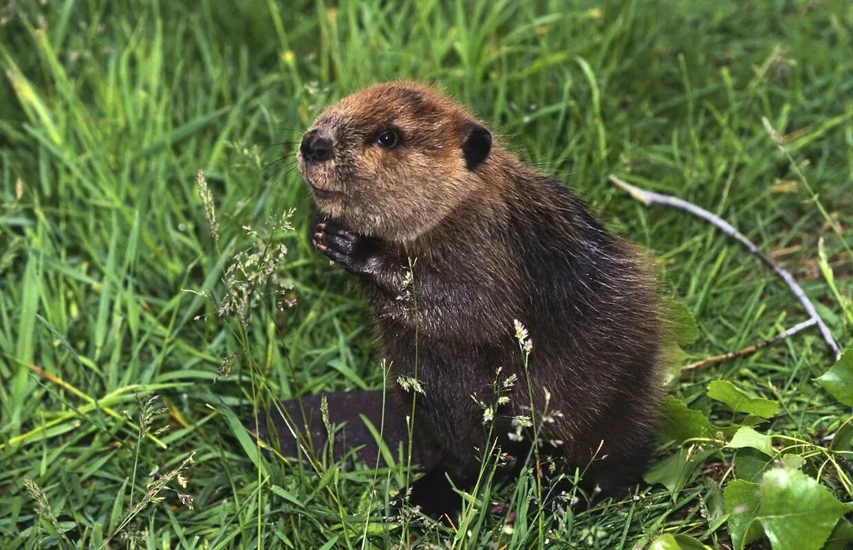 Донат бобрихе. Бобр Речной обыкновенный. Канадский Бобр (Castor canadensis). Западно Сибирский обыкновенный Бобр. Западносибирский Речной Бобр.