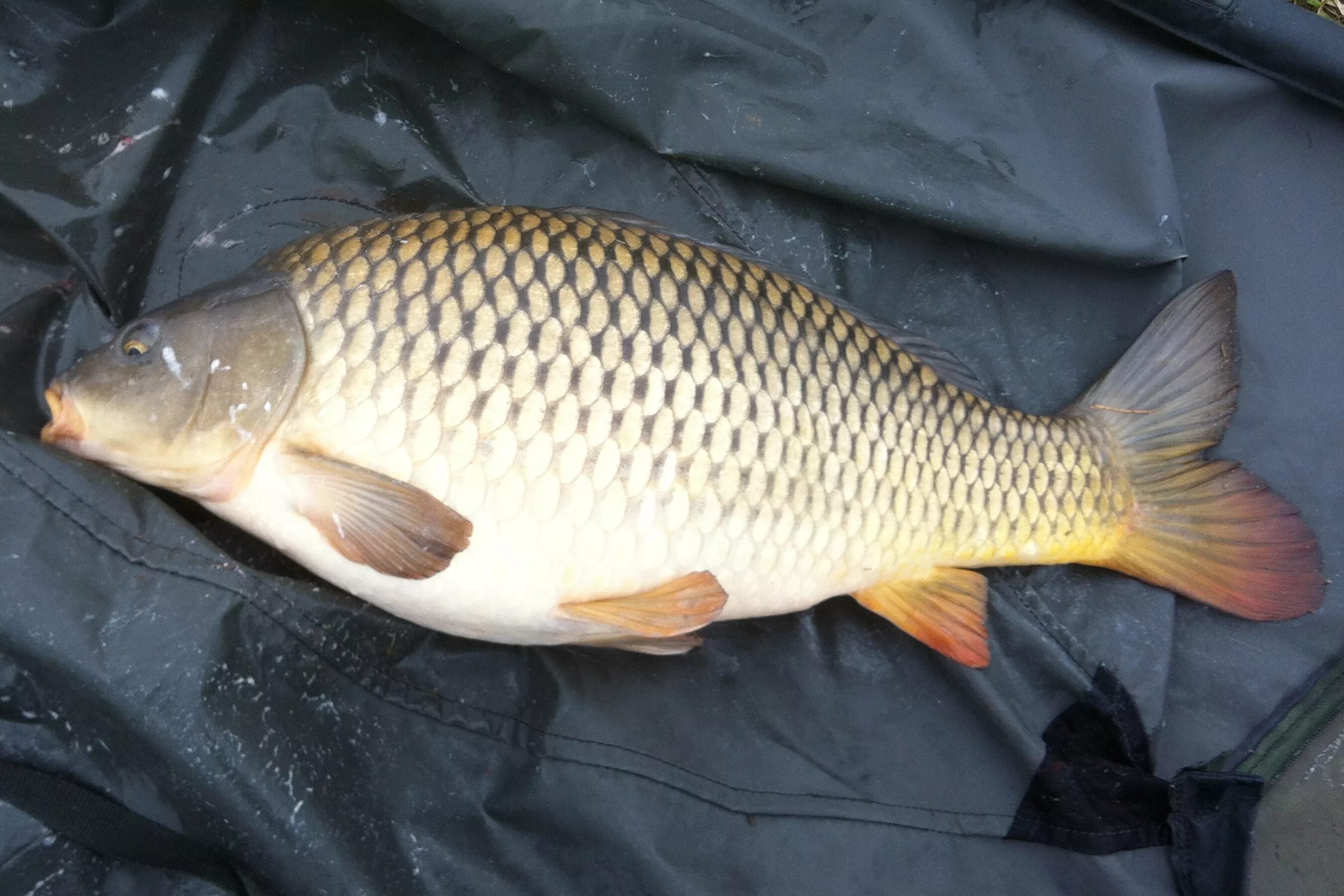 Карп речной. Сазан отряд. Сазан отряд. Сазан (= карп обыкновенный) – cyprinus carpio. Сазан (cyprinus carpio).