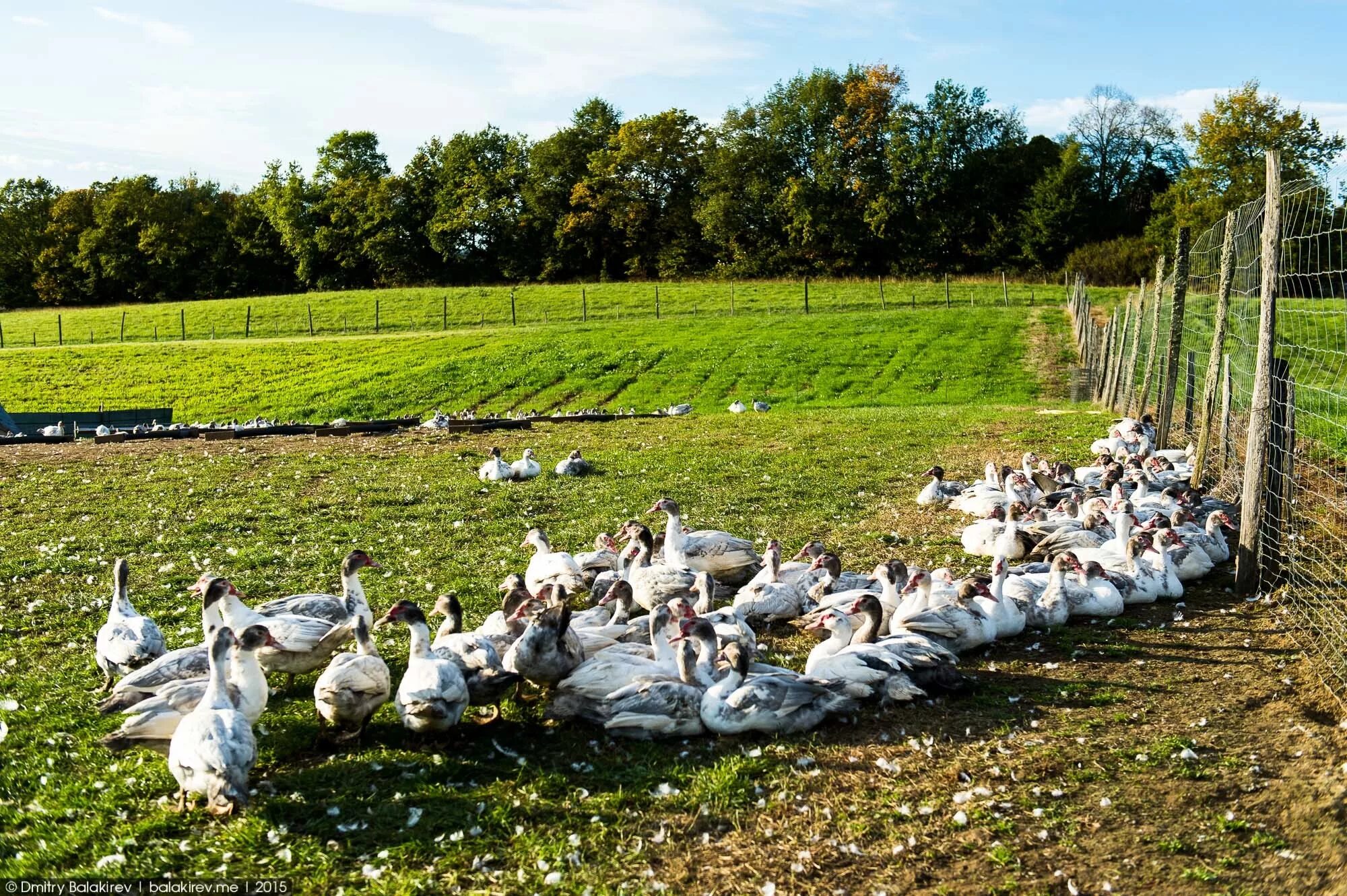 домашняя птица. утки в хозяйстве. ферма уток. разведение уток. черри-велли утки.