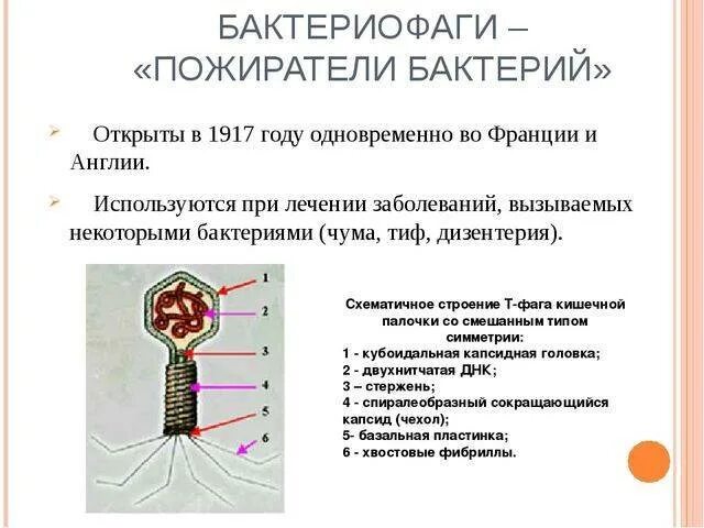 2 вирусы бактерий бактериофаги. Бактериофаги пожиратели бактерий. бактериофаги вирусы микроорганизмов строение. неклеточные формы жизни бактериофаги. бактериофаг биология 10 класс.