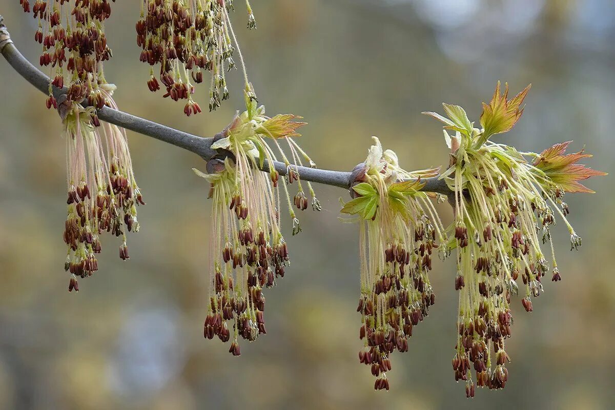 Монилиоз черешни. Не успевшие отцвести лесные. Лавровишня монилиоз. Клен ясенелистный цветы. Не успевшие отцвести лесные.