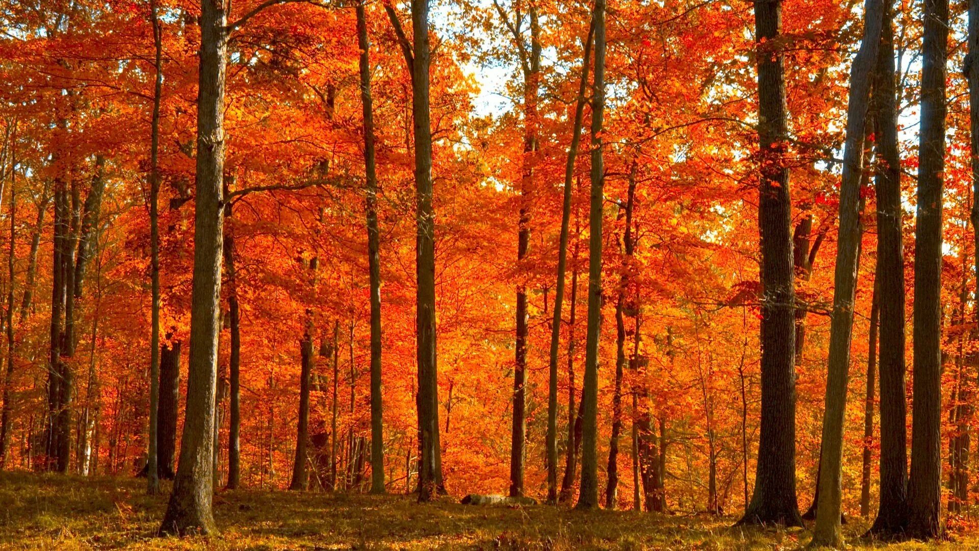 Осенний кленовый лес Вайоминг. Лес осенью. Осень в лесу. Кленовый лес осенью.