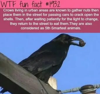 Living crow