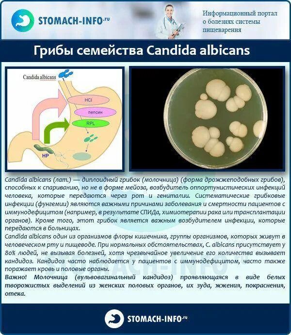 Candida чем лечить. Дрожжеподобные грибы в кишечнике. Кандида в кишечнике у ребенка. Грибки в кишечнике у ребенка. Грибы кандида в кишечнике.