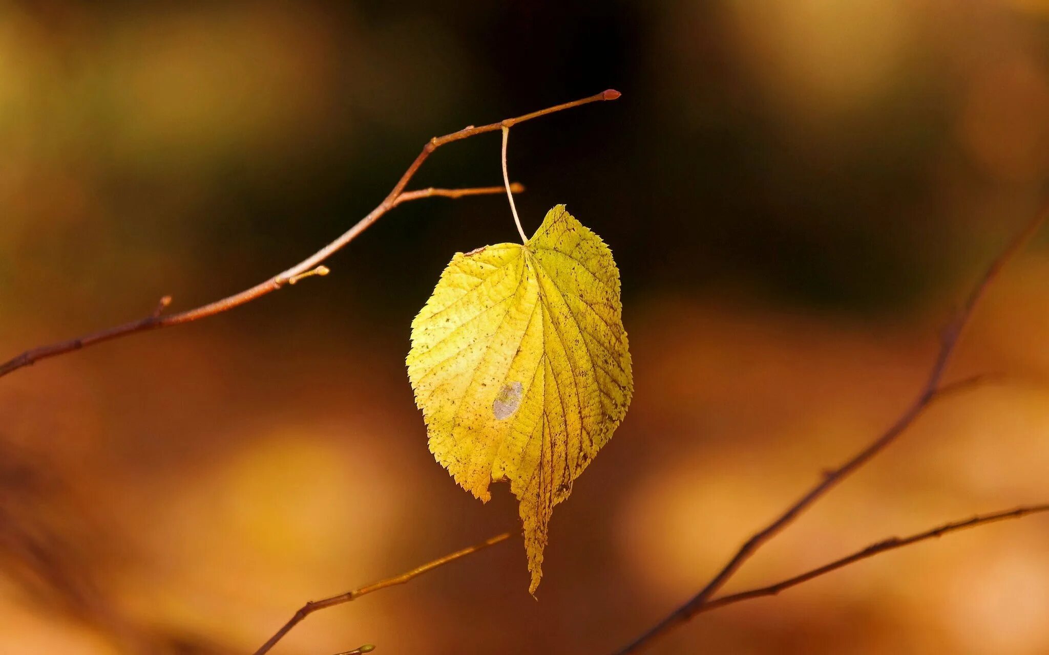 Осень листья давно облетели. Осенние листья. Берёза листья. Одинокий осенний лист. Листья осенью.